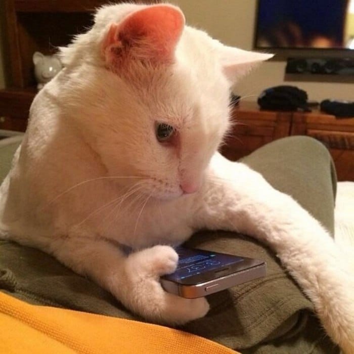 Những hình ảnh mèo ôm điện thoại buồn cười