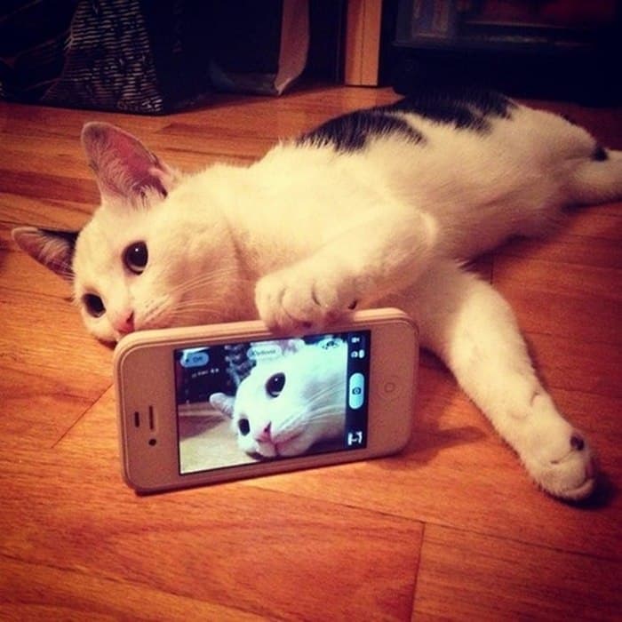 Những hình ảnh mèo ôm điện thoại selfie