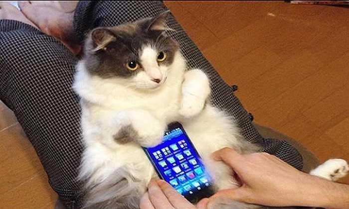 Những hình ảnh mèo ôm điện thoại