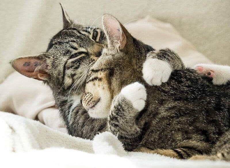 Những hình ảnh mèo ôm nhau ngủ cute