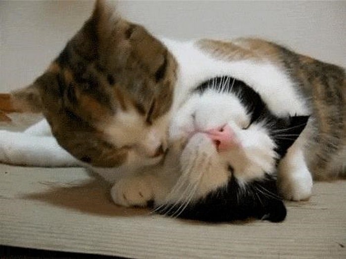 Những hình ảnh mèo ôm nhau ngủ đáng yêu