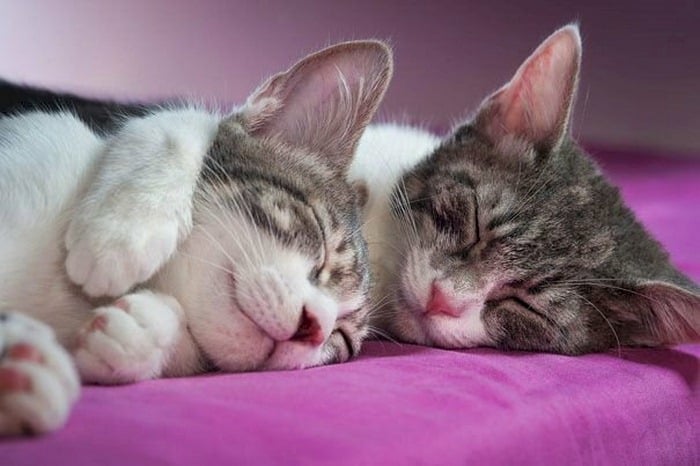 Những hình ảnh mèo ôm nhau ngủ dễ thương