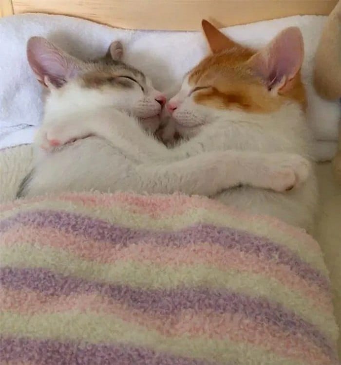 Những hình ảnh mèo ôm nhau ngủ siêu cưng