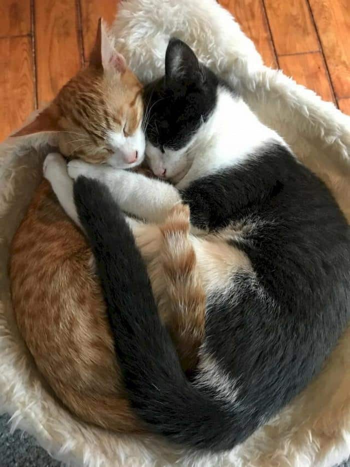 Những hình ảnh mèo ôm nhau ngủ