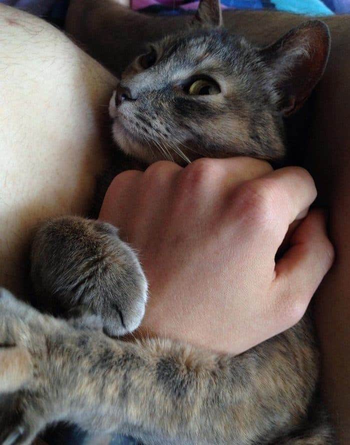Những hình ảnh mèo ôm tay cute