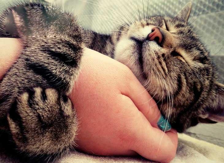 Những hình ảnh mèo ôm tay dễ thương