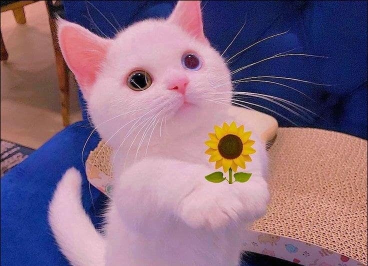 Những hình ảnh mèo tặng hoa dễ thương