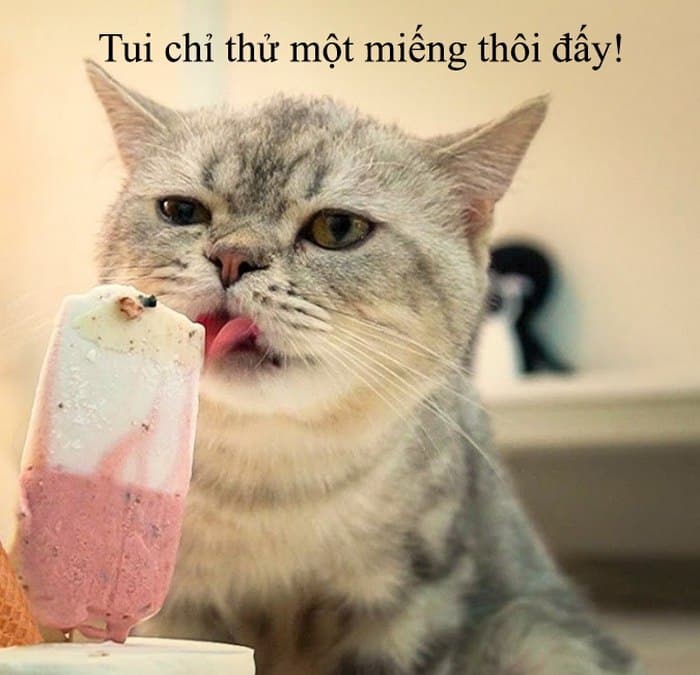 Những hình mèo ăn kem hài hước