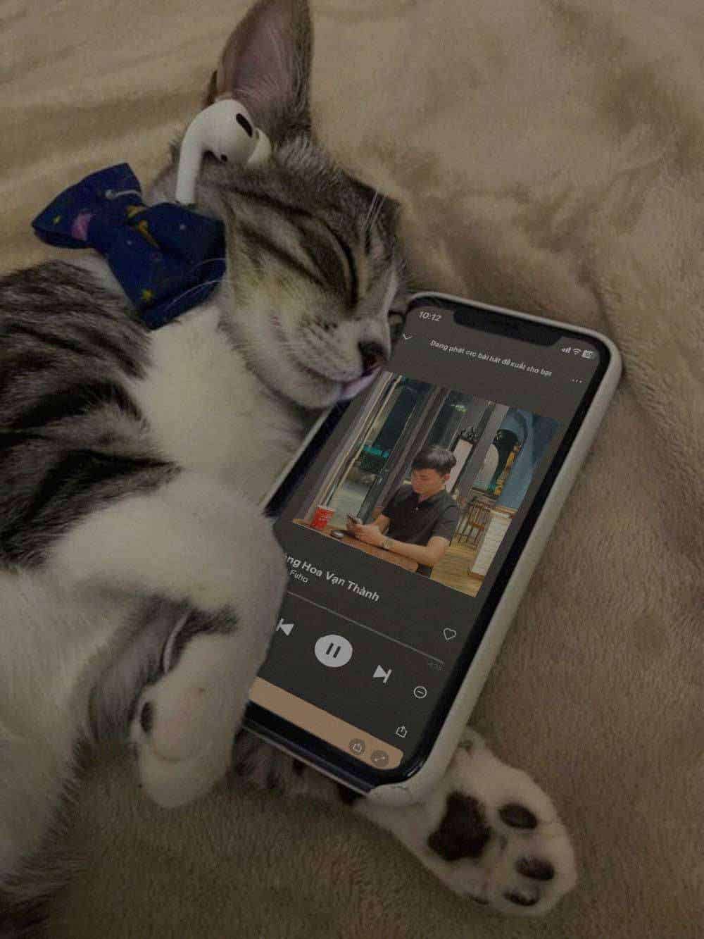 Share hình ảnh chế mèo ôm điện thoại yêu một người vô tâm