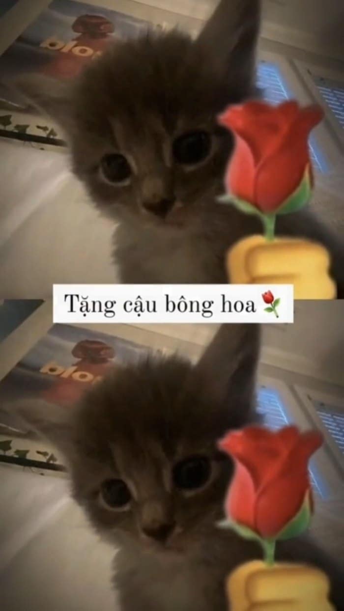 Share hình ảnh con mèo tặng hoa hài hước