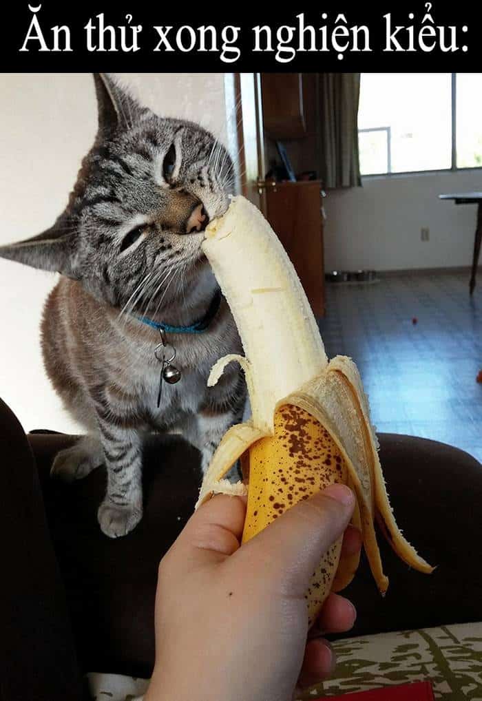Share hình ảnh mèo ăn chuối hài hước