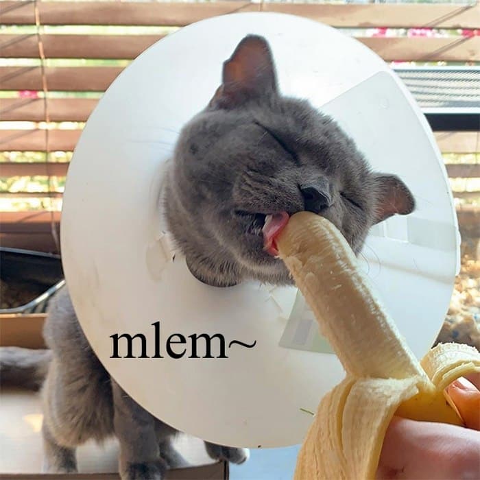 Share hình ảnh mèo ăn chuối