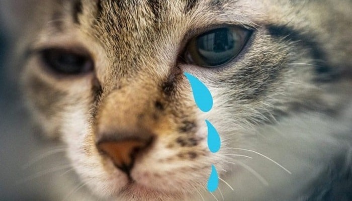 Share hình ảnh mèo buồn bã khóc