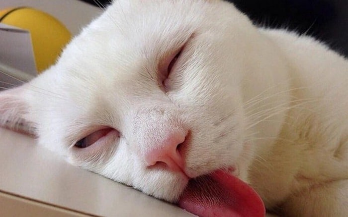 Share hình ảnh mèo buồn ngủ vui nhộn