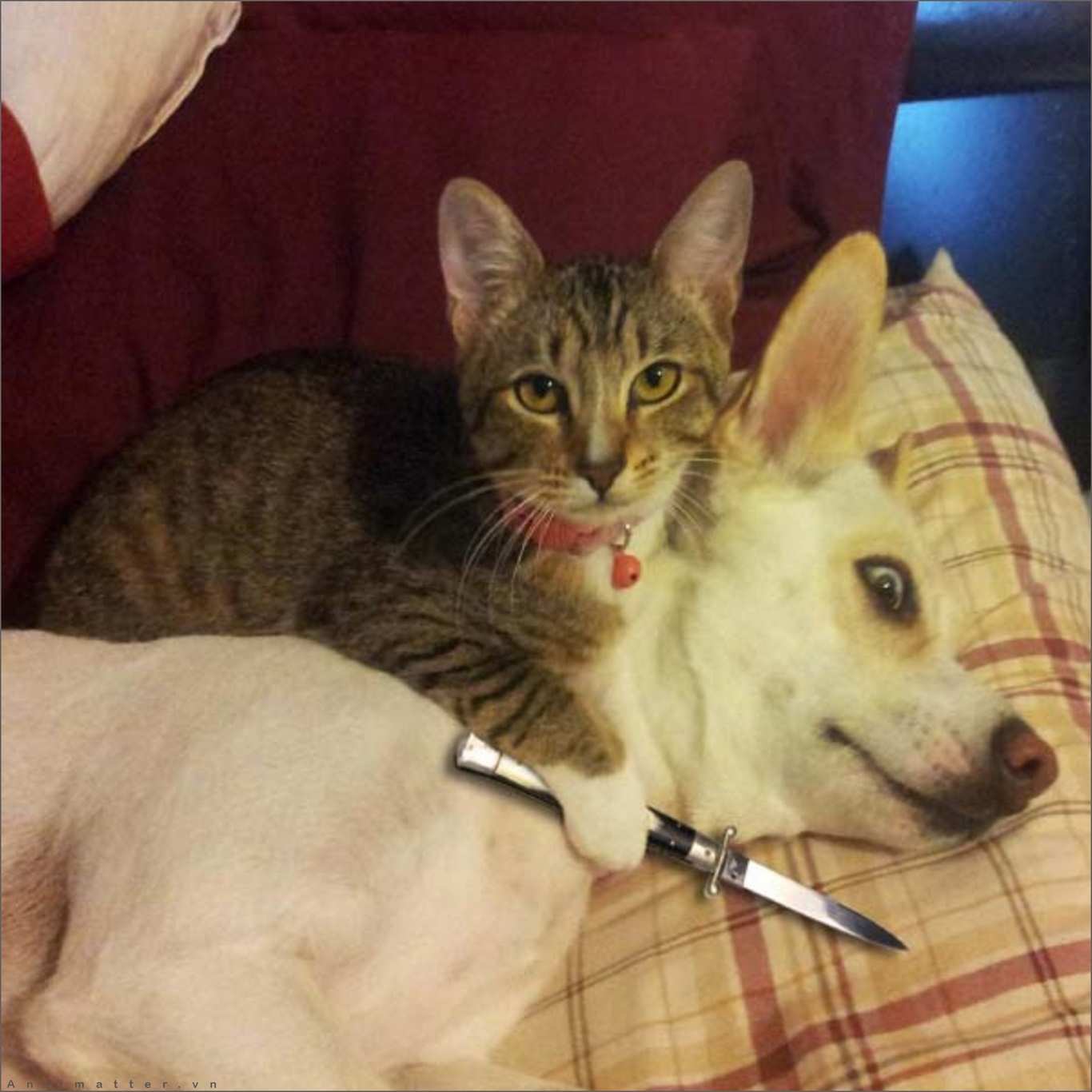 Share hình ảnh mèo cầm dao bá đạo mới nhất