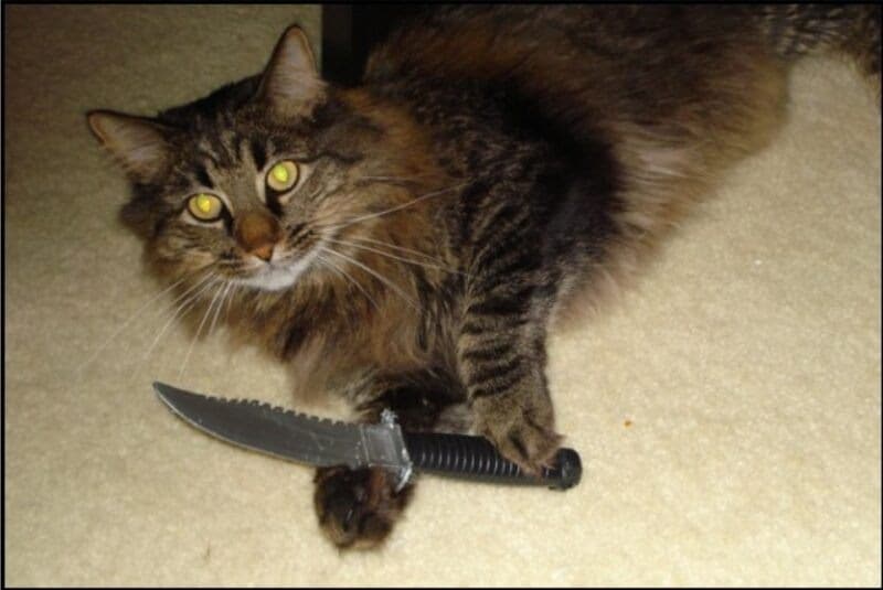 Share hình ảnh mèo cầm dao bá đạo ngầu lòi