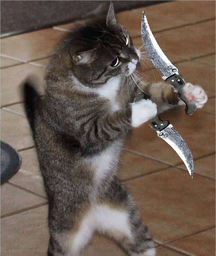 Share hình ảnh mèo cầm dao bá đạo