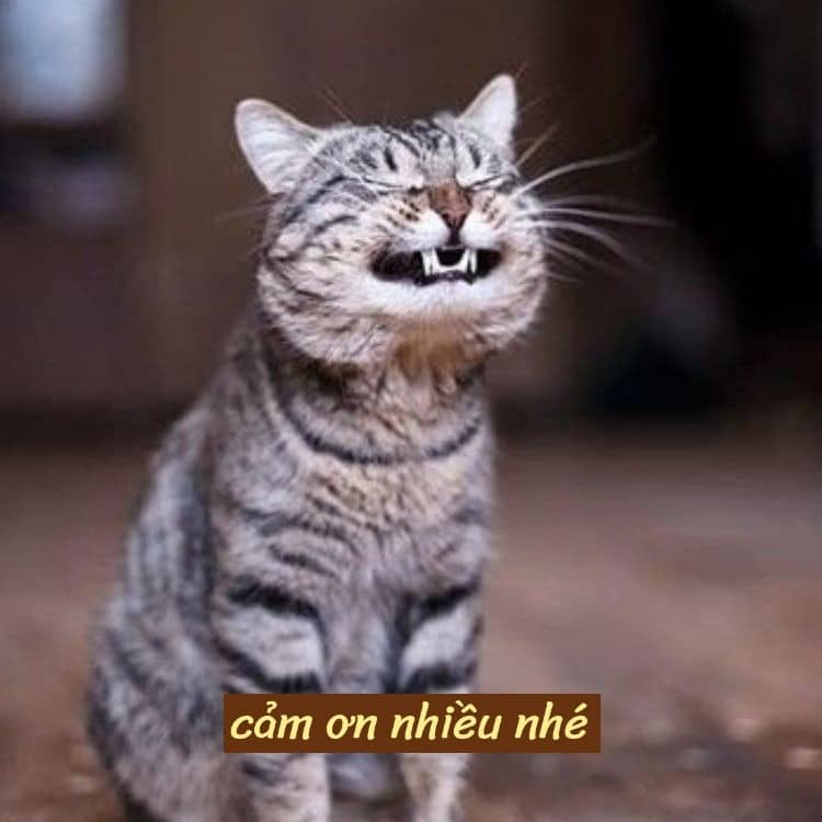 Share hình ảnh mèo cảm ơn lầy biểu cảm hài hước