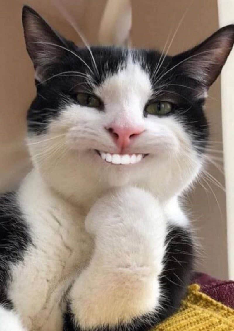 Share hình ảnh mèo cười nham hiểm buồn cười