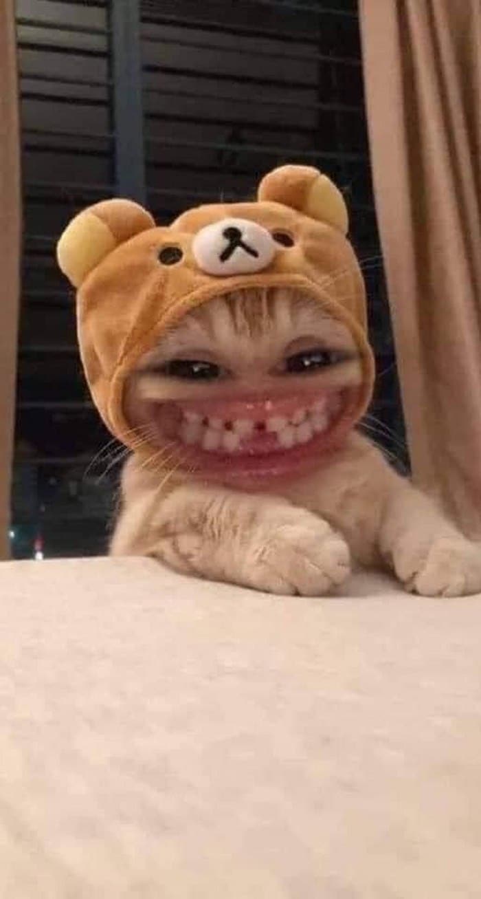 Share hình ảnh mèo cười nhe răng buồn cười