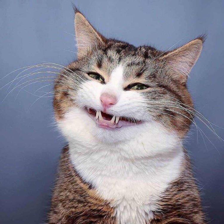 Share hình ảnh mèo cười nhe răng cười xỉu