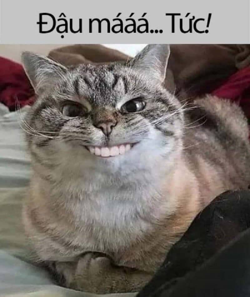 Share hình ảnh mèo cười nhe răng