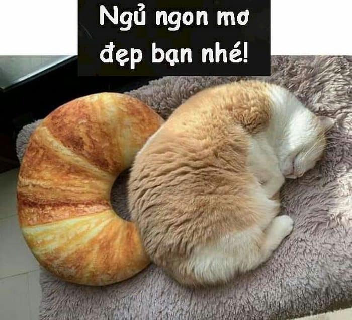 Share hình ảnh mèo ngủ ngon bá đạo cute