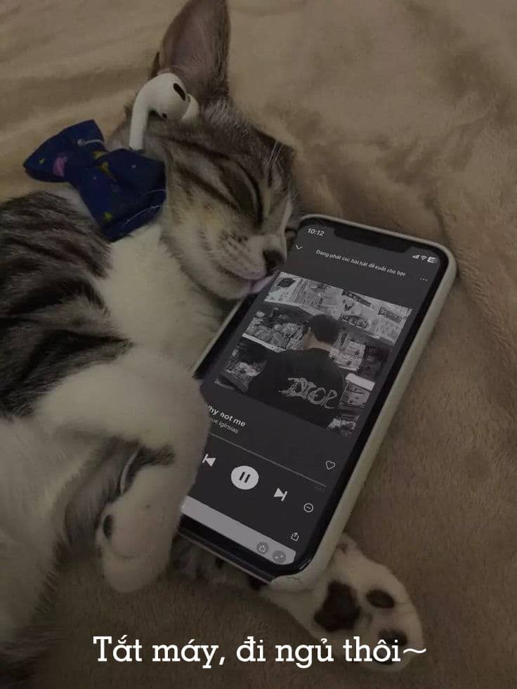 Share hình ảnh mèo ngủ ngon bá đạo mới nhất