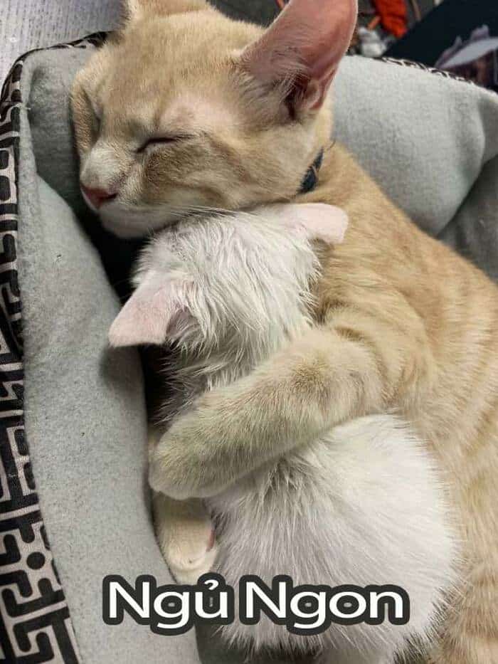 Share hình ảnh mèo ôm ngủ chế vui
