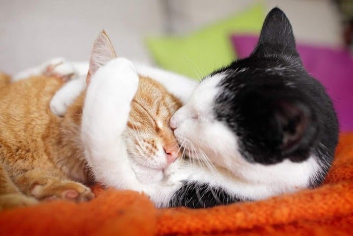 Share hình ảnh mèo ôm ngủ cute