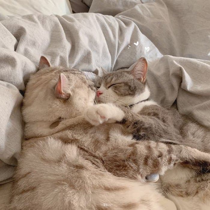 Share hình ảnh mèo ôm ngủ đáng yêu