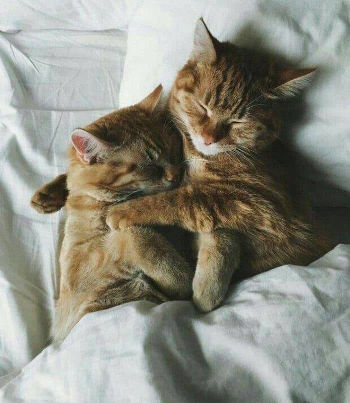 Share hình ảnh mèo ôm ngủ dễ thương
