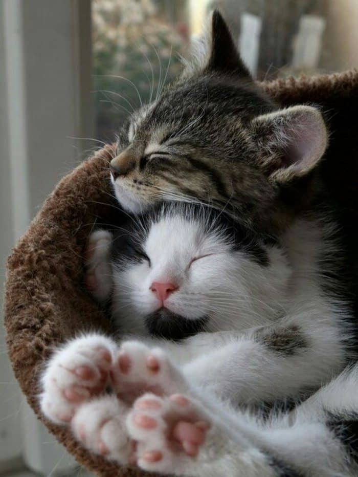 Share hình ảnh mèo ôm ngủ