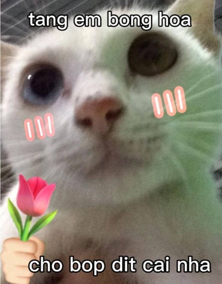 Share hình ảnh mèo tặng hoa hài hước chế