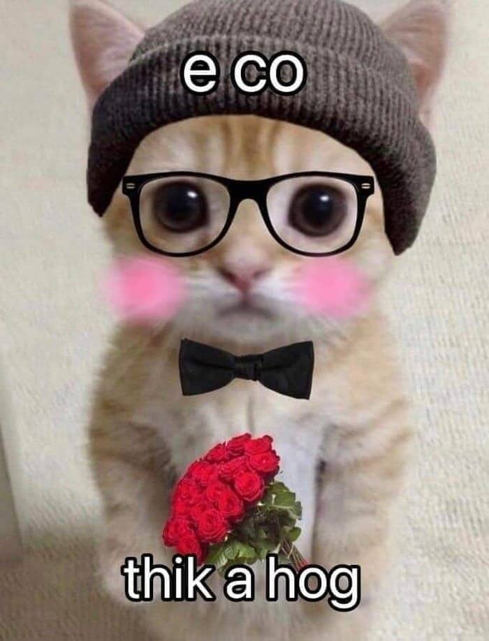 Share hình ảnh mèo tặng hoa hài hước mới nhất