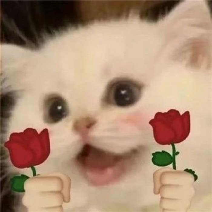 Share hình ảnh mèo tặng hoa hài hước vui nhộn