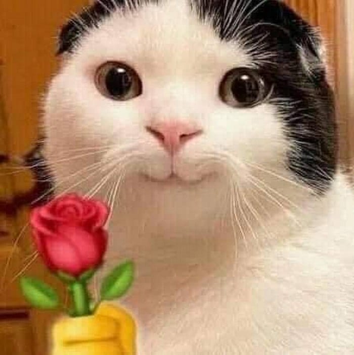 Share hình ảnh mèo tặng hoa hài hước