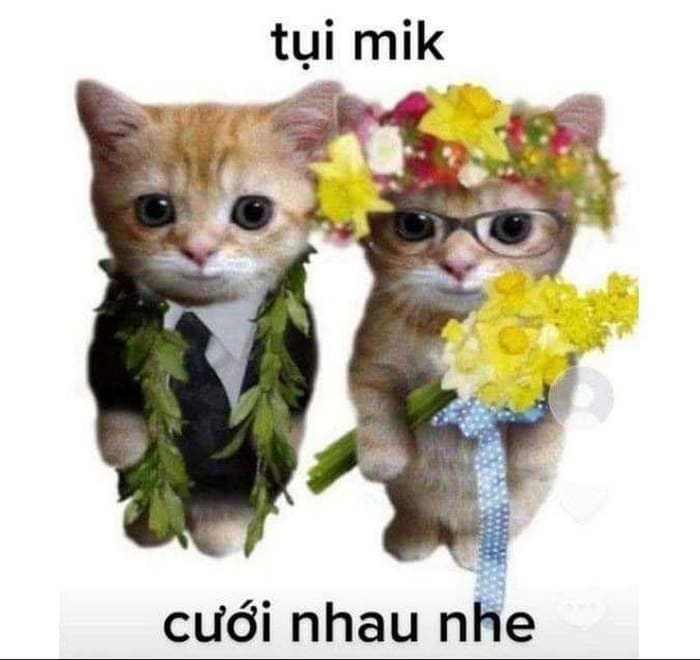 Share hình mèo tặng hoa hài hước