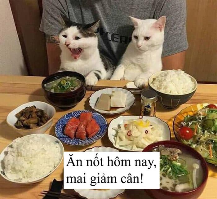 Share những hình ảnh mèo ăn cơm hài hước