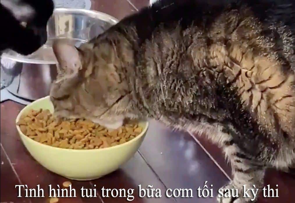 Share những hình ảnh mèo ăn cơm vui nhộn