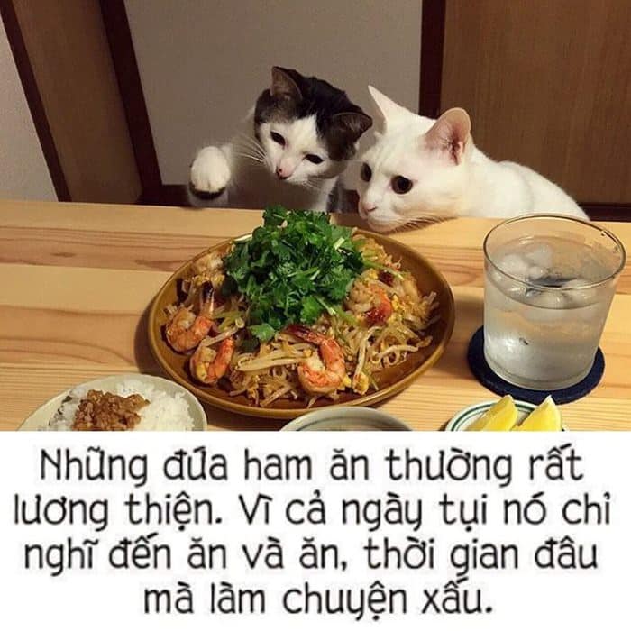 Share những hình ảnh mèo ăn cơm