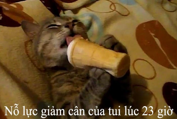 Top hình ảnh mèo ăn bánh vui nhộn