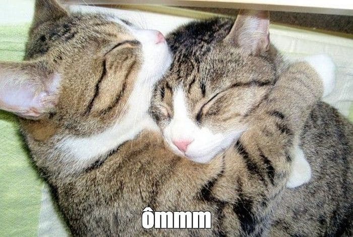 Top hình ảnh mèo an ủi cute ôm nhau