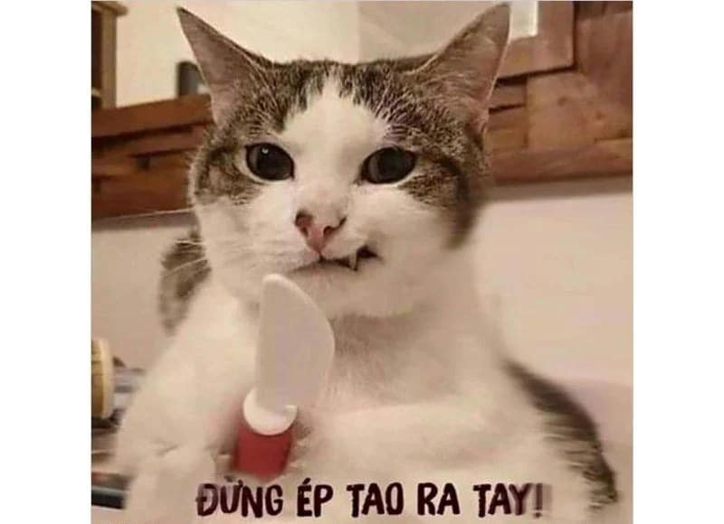 Top hình ảnh mèo cầm dao hài hước nhất