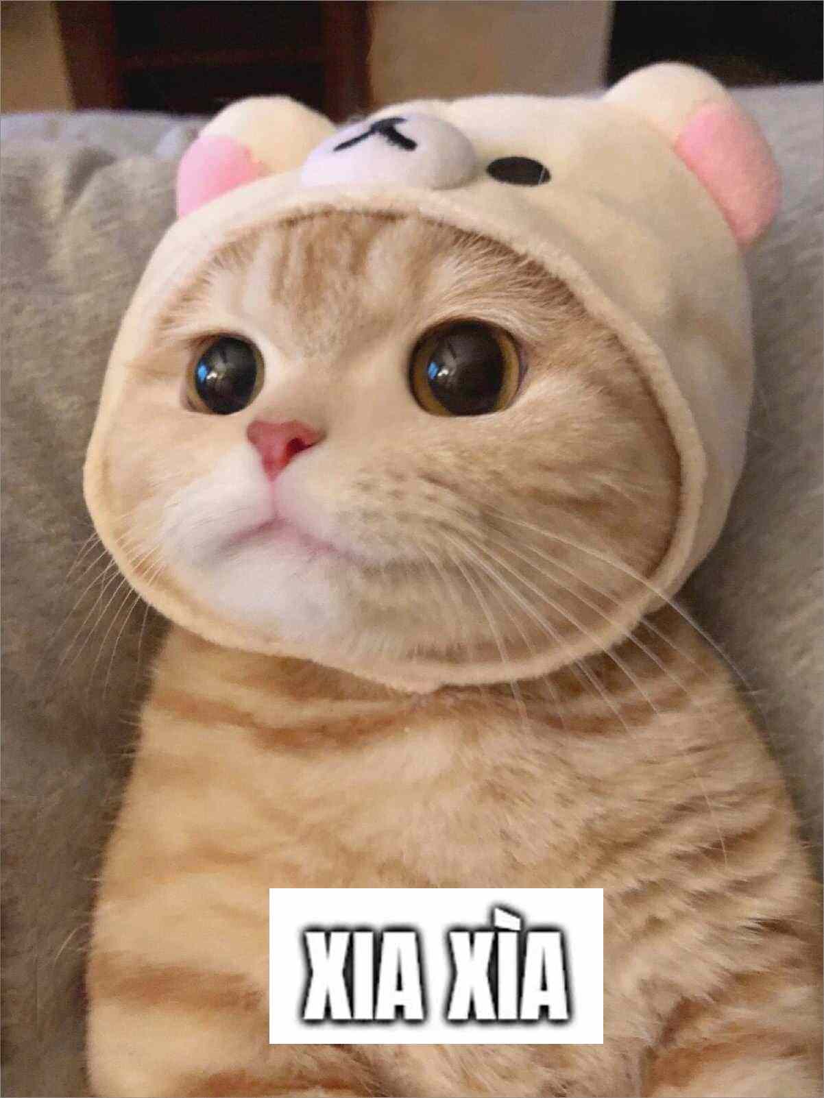 Top hình ảnh mèo cảm ơn siêu cute