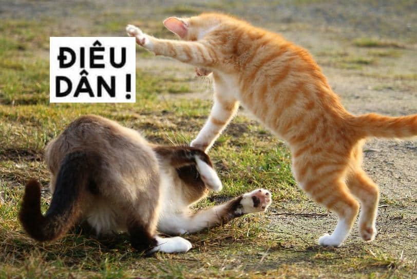 Top hình ảnh mèo đánh nhau hài hước bá đạo