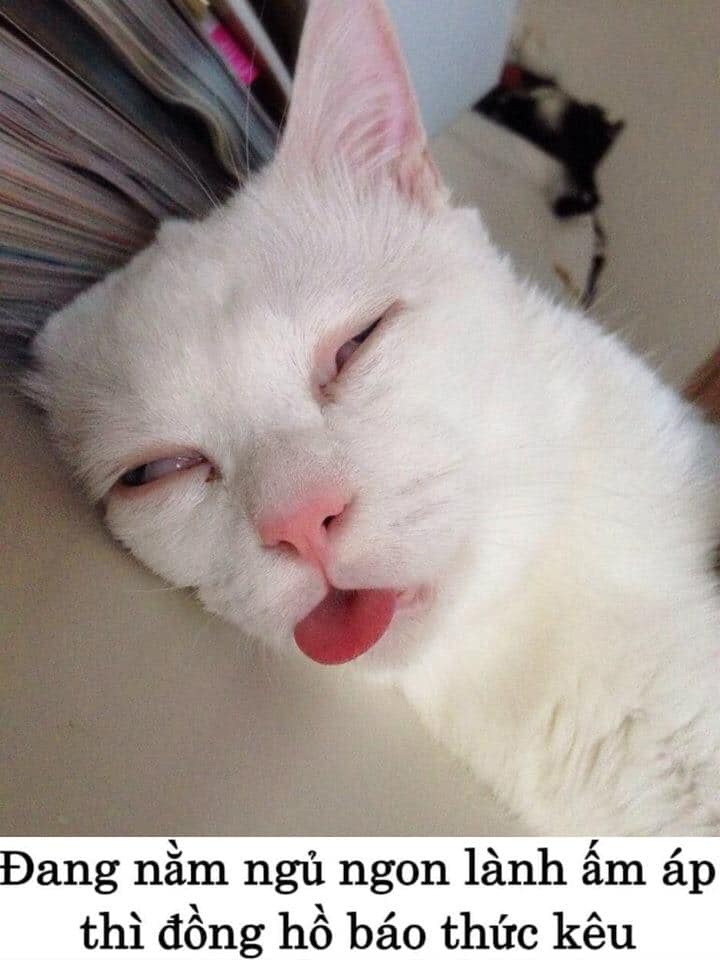 Top hình ảnh mèo ngủ cute hài hước