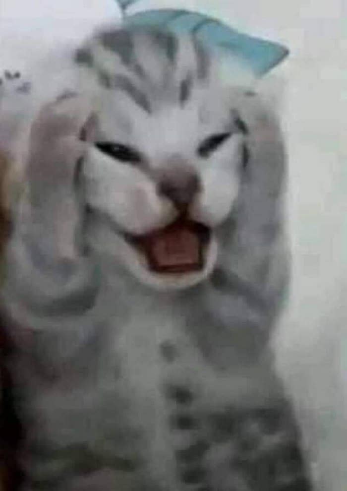 Top hình ảnh mèo ôm đầu hài hước