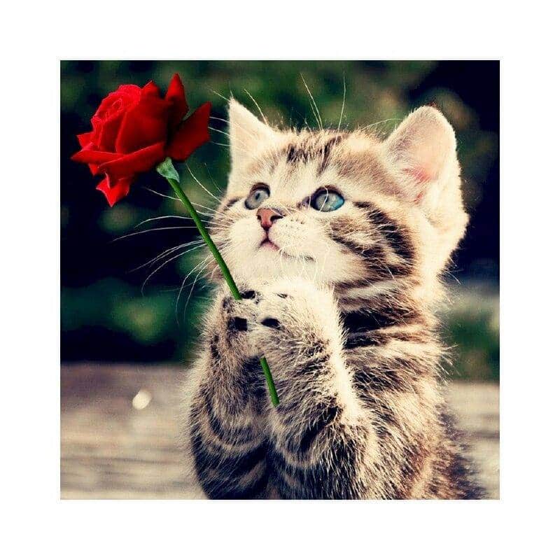Top hình ảnh mèo tặng hoa hồng cute đáng yêu