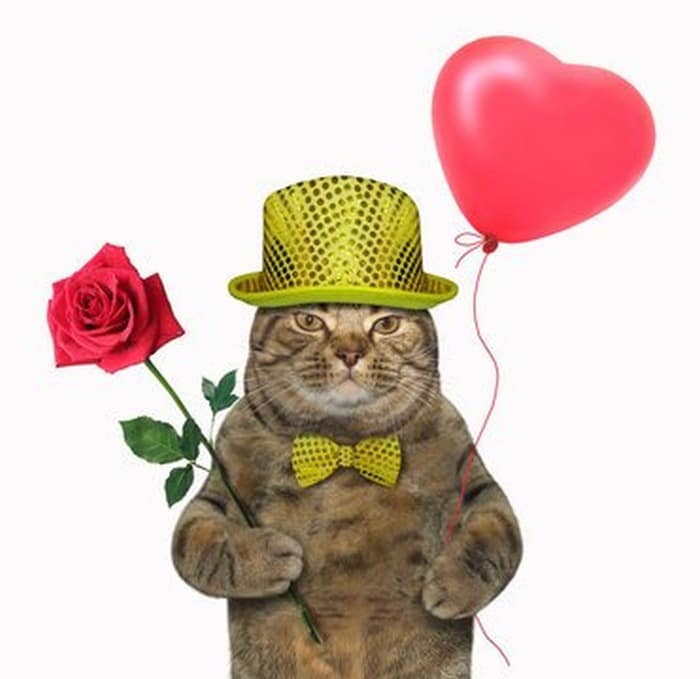 Top hình ảnh mèo tặng hoa hồng cute dễ thương